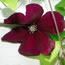 Clematis hybrida Rouge Cardinal